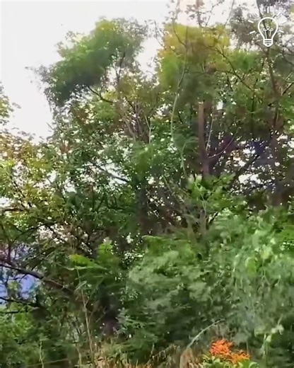 Using Laser To Cut Tree Branches!  | Luscious Spa & Beauty | Facebook