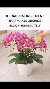Orchids can bloom more beautifully 🌺You just need one simple natural trick. | Simple Recipe Secrets