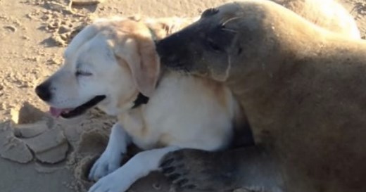 Are Dogs Related to Seals? Science Answers the Ultimate Question