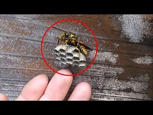 アシナガバチの巣を至近距離で観察したら衝撃の事実が判明した