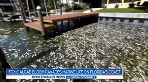 10K views · 163 reactions | Dead fish are covering the shores of Tampa due to a deadly algae bloom, known as a “red tide,” which is turning the water toxic. The devastating trail now stretches for about 100 miles off Florida’s Gulf Coast. | CBS Evening News | Facebook