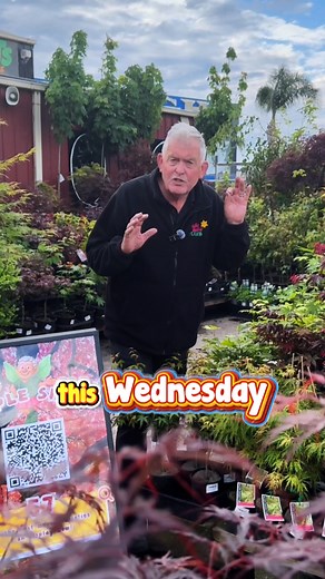 9.1K views · 62 reactions | Get ready for our 퐉퐚퐩퐚퐧퐞퐬퐞 퐌퐚퐩퐥퐞 퐒퐡퐨퐰...