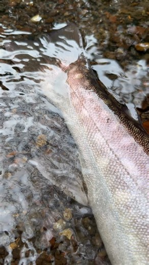 Quattro2026年リニューアルです♪ #palmsfishing #クワトロ #2026 #モデルチェンジ | Shigehiro Iida