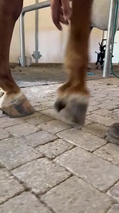 The Art of Horseshoeing: A Farrier's Expertise