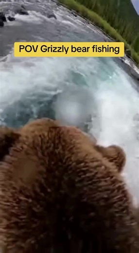 POV Grizzly bear fishing #actioncamera #trailcam #grizzlybear #wildlife #fishing