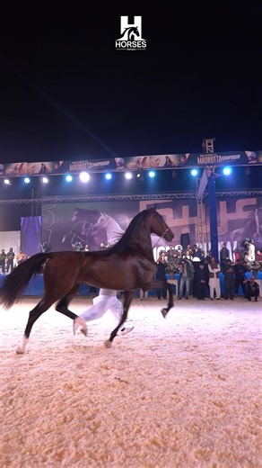🔥 Insane Majestic Stallion Prancing at Night! 😍 #foryou #viral #horseshow