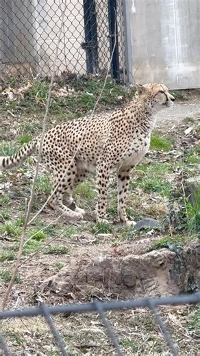 Cheetah pooping #zoo #baltimore