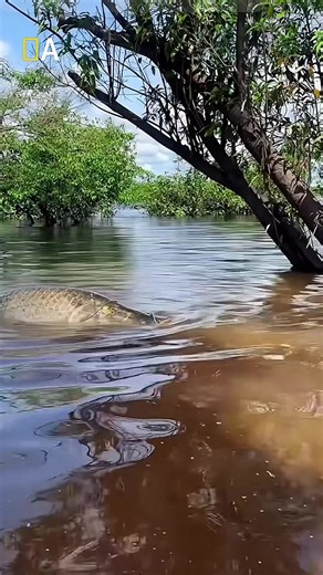 The most dangerous swimming spots are places that look ordinary, but hide deadly animals, radiation, and pollution that can make swimming there a real risk. #swim #Amazon #viral #fyp #foryou