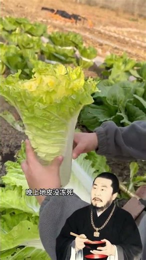 Top 10 Cold-Weather Vegetables for Northern Gardens