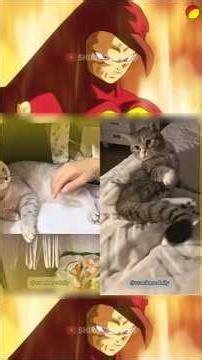 Si tuviste un mal día, mira estos gatos locos. 😹