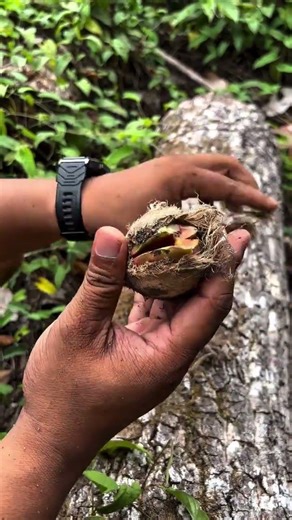 Germinated Mango Seed