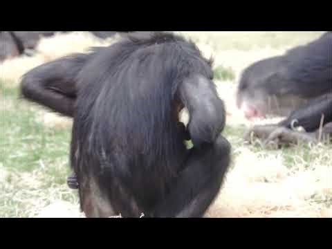 The bonobo (/bəˈnoʊboʊ, ˈbɒnəboʊ/; Pan paniscus)