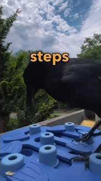 day 152 testing crows intelligence with puzzles