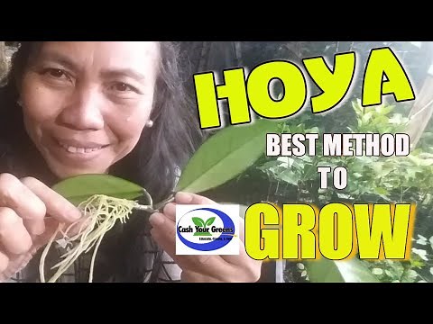 GROWING HOYA IN SOIL AND WATER | 3 Methods to Propagate Hoya