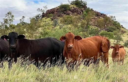 Movement at the Station: Properties for sale in Queensland - Beef Central
