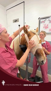 2.8K views · 50 reactions | EQUINE FIRST AID: HEAD BANDAGE In this...