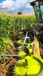 Why US Farmers Don’t Let Corn Fully Ripen | Amazing Corn Silage Process in America #facts #shorts