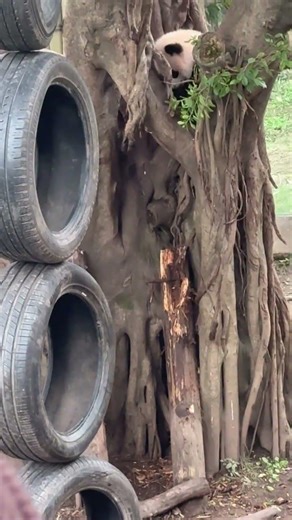 Mom dismantled the ladder to Little Moon's secret base. #LittleMoon #LittleDevil