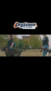 Ready to unleash your dog’s true potential? Off Leash K9 Training changes everything — clearer communication, better obedience, and a happier life for the both of you! | Providence Dog Trainers: Off Leash K9 Training, LLC