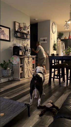 funny bulldog reactions 🤣 babies view 🐣 #babiesview