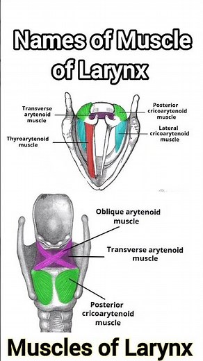 Names of Muscle of Larynx l anatomy & physiology notes l Paramedical notes l nursing notes