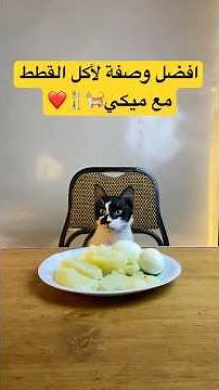 افضل وصفة لأكل القطط🐈🍴❤️#قطط #cat #kitten #اكل_قطط #viralvideo #viral