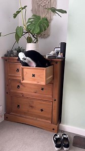 348K views · 9.5K reactions | Just a girl trying to find an outfit | Super Cute Cat | Facebook