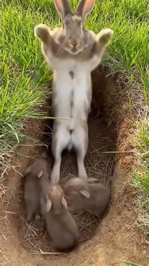 When a rabbit and its babies suddenly dance...