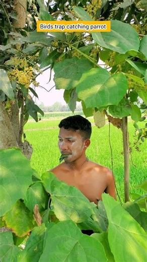 birds trap catching parrot #shorts #birds #birds