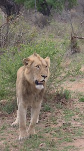 6.2K views · 101 reactions | Stunning short #reelsviralシ #martinonsafari #safari #facebookviral #naturelovers #natureinspired #wildlifephotography #reels #wildlife #elephant | Martin On Safari | Facebook