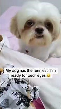 Sleepy Dogs Being Hilarious 😂 Cute Puppies and Lazy Dogs Who Can’t Stay Awake