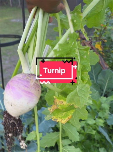 Discovering Turnips in the Garden: A Self-Care Moment