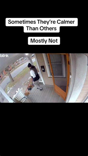 Walking Four Dachshunds: A Fun Adventure