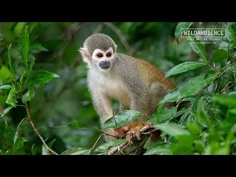Squirrel Monkey Sounds - The high-pitched calls of Squirrel Monkeys in the Amazon rainforest