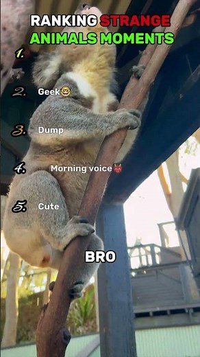 RANKING STRANGE ANIMALS MOMENTS !! #animals #shorts #ranking
