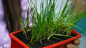 Découvrez comment cultiver la ciboulette directement dans votre cuisine grâce aux conseils de Hubert ! | Rustica