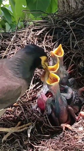 Myna birds try to bring a variety of food for their chicks to eat 1