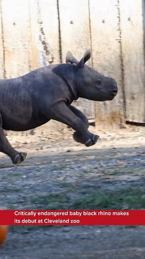 Critically endangered baby black rhino makes its debut at Cleveland zoo