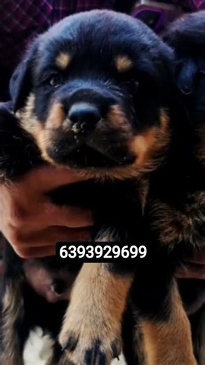 Rottweiler male and female puppy available ultimate quality 💯🐶❤️