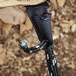 Camping Hammock, Portable Hammocks with Mosquito Net,Lightweight Nylon Parachute Hammock with 10ft Tree Straps,Camping Gear Must Haves for Travel Hiking Backpacking Beach Patio Black& Green