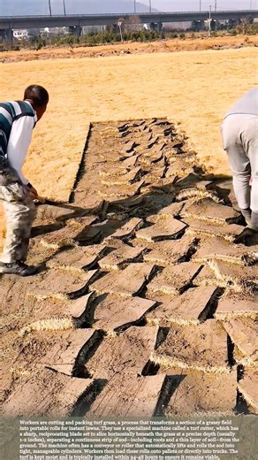 Professional Turf Farm Harvest: Cutting, Rolling, and Shipping #relaxing #satisfying #farming
