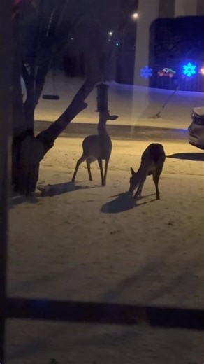 Santa’s Reindeer Ate Our Bird Food! 🦌