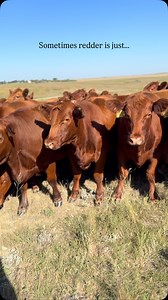 2.6K views · 1.2K reactions | Look, sometimes that red hide is just a...