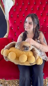 Add A Sloth Holding To Your Tour ❤️ Book Now at AnimalEDventures.com 🔥 SUMMER SPECIAL (June–Aug) 🔥Incl: Sloth, Kangaroo Either a Monkey, Raccoon, or Fox Encounter (We decide. This isn’t Build-A-Bear. Life’s chaotic — lean in.)🐾 For $25 You Can:✅ Hop with kangaroos (pet & Take pics too)✅ Feed camels ✅ Pet a sloth✅ Escape reality without needing therapy📍Boynton Beach | RESERVATION ONLYThis is Animal EDventure —where goats start drama, otters flirt with your date, and kangaroos casually hop by 