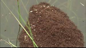 16K views · 24K reactions | Here's how a colony of fire ants survived...