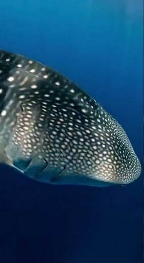 12 meters. Biggest fish alive. Eats plankton 🐋🦈 #whaleshark #deepsea #AI