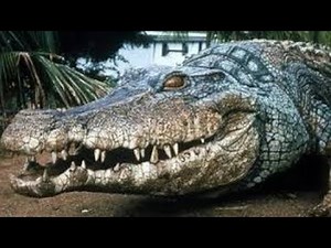 Crocodile 2: Death Swamp Full Movie Facts And Review | Heidi Lenhart | Chuck Walczak