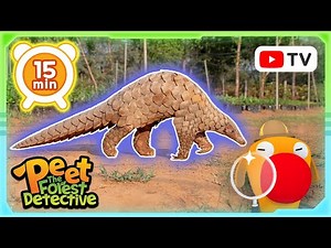 Expedition of the Pangolin 🐾🌼 | Nature Stories For Kids | Peet The Forest Detective