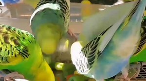 217K views · 10K reactions | Best breeding formula for all birds #Mujeebbirdsbreeding #budgies #lovebirds #Breedingformula #Lovebirdsbreeding | Mujeeb Birds breeding youtube | Facebook