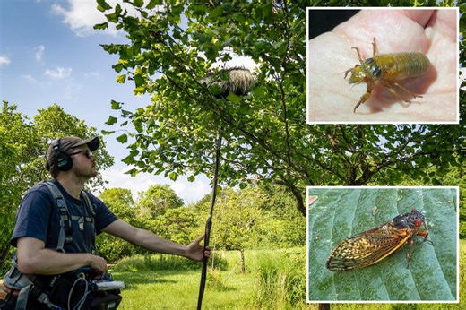 'Screaming' trees spread across US as cicada brood emerges after 17 years